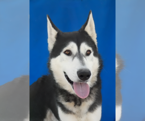Siberian Husky Dogs for adoption in Pasadena, CA, USA