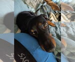 Small #2 Dachshund