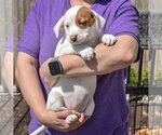 Small #3 American Staffordshire Terrier-Boston Terrier Mix