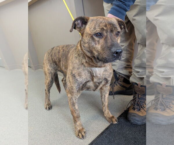 Medium Photo #1 Mutt Puppy For Sale in La Porte, IN, USA