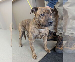 Mutt Dogs for adoption in La Porte, IN, USA