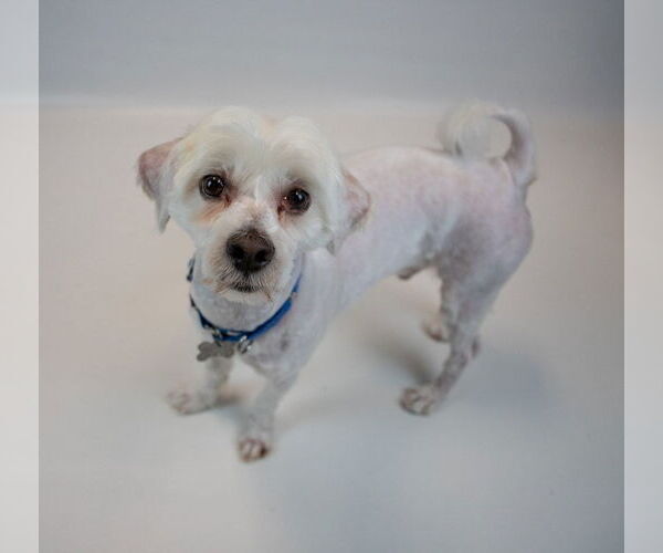 Medium Photo #3 Mutt Puppy For Sale in Kennesaw, GA, USA