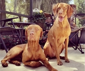 Mother of the Vizsla puppies born on 04/29/2021