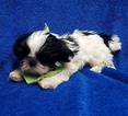 Small Photo #13 Shih Tzu Puppy For Sale in BUFFALO, MO, USA