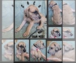 Small Photo #12 Great Dane Puppy For Sale in CORONA, CA, USA