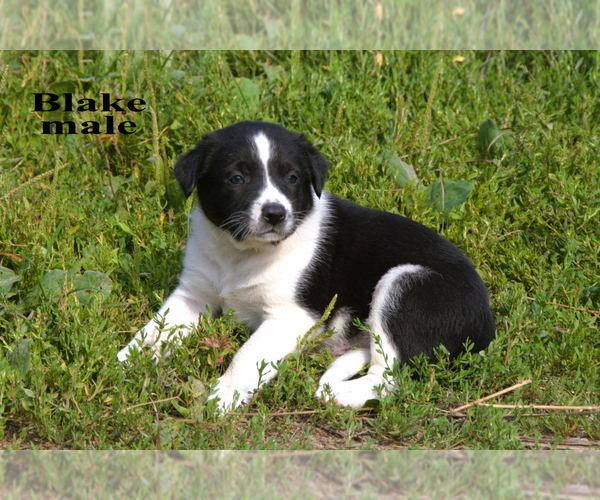 Medium Photo #11 Border-Aussie Puppy For Sale in CLARE, MI, USA