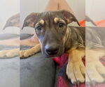 Small #7 American Pit Bull Terrier-Labrador Retriever Mix