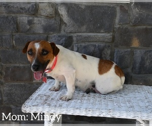 Mother of the Jack Russell Terrier puppies born on 03/17/2024