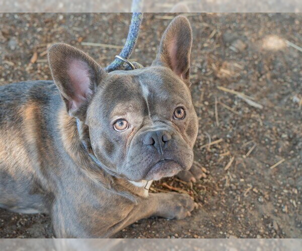 Medium Photo #1 French Bulldog-Unknown Mix Puppy For Sale in Martinez, CA, USA
