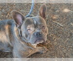 MEATLOAF - Male French Bulldog-Unknown Mix Dog for Adoption - Small photo