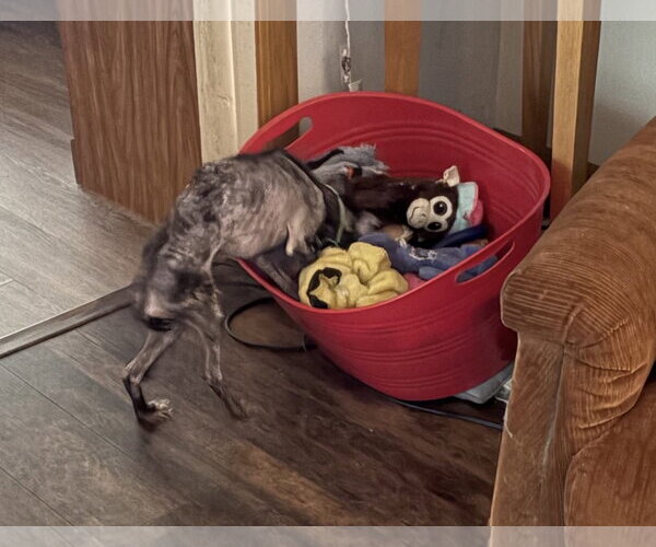 Medium Photo #16 Mutt Puppy For Sale in Rootstown, OH, USA