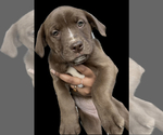 Puppy 1 American Pit Bull Terrier-Labrador Retriever Mix