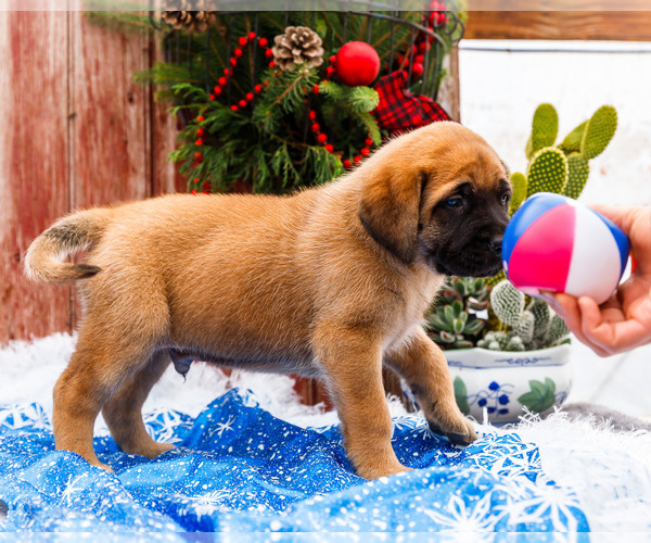 Medium Photo #4 Mastiff Puppy For Sale in WAKARUSA, IN, USA