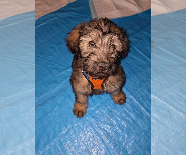 Medium Photo #2 Labrador Retriever-Unknown Mix Puppy For Sale in Plainfield, IL, USA