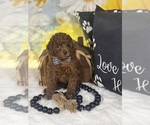 Small #11 Poodle (Toy)