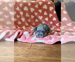 Small #4 French Bulldog