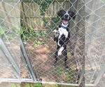 Small #5 Collie Mix
