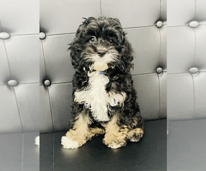 Cockapoo-Poodle (Toy) Mix Puppy for sale in CINCINNATI, OH, USA