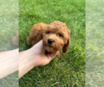 Small #2 Goldendoodle (Miniature)