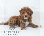 Small Photo #5 Poochon Puppy For Sale in DORNSIFE, PA, USA