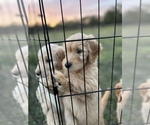 Small Photo #3 Goldendoodle Puppy For Sale in LIBERTY, TX, USA