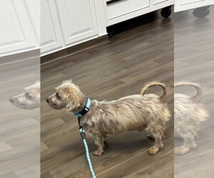 Mutt Dogs for adoption in Middlesex, NC, USA