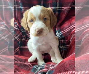 Brittany Puppy for sale in GRANVILLE, MA, USA