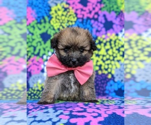 Pom-A-Poo Puppy for sale in OXFORD, PA, USA