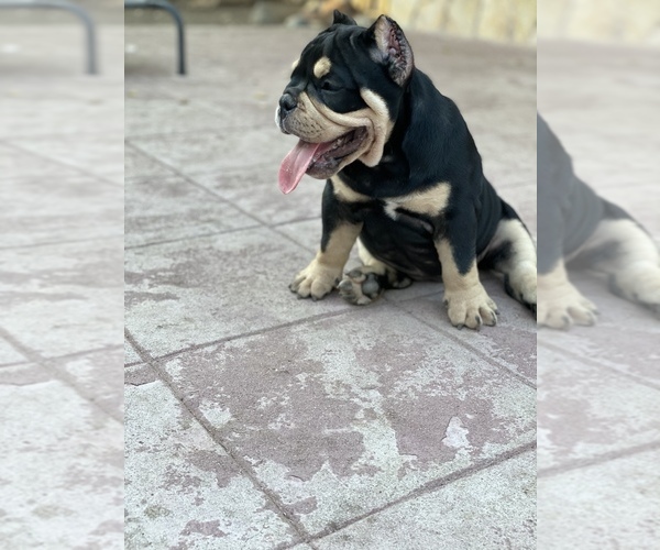 Medium Photo #7 American Bully Puppy For Sale in VALLEJO, CA, USA