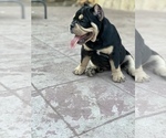 Small Photo #7 American Bully Puppy For Sale in VALLEJO, CA, USA