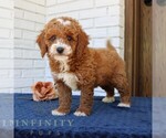 Small Goldendoodle (Miniature)