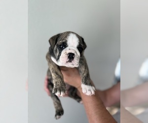 English Bulldog Puppy for sale in DALLAS, TX, USA