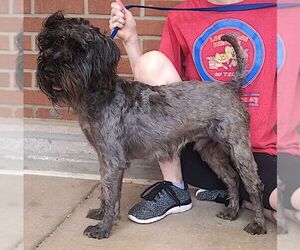 Mutt Dogs for adoption in Carrollton, TX, USA