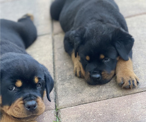 Rottweiler Puppy for sale in PALM COAST, FL, USA