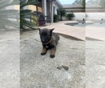 Small Photo #12 Belgian Malinois Puppy For Sale in BAKERSFIELD, CA, USA