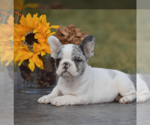 French Bulldog Puppy for sale in MILFORD, PA, USA