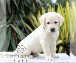 Small #1 Labrador Retriever