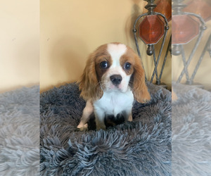 Cavalier King Charles Spaniel Dog for Adoption in NOBLESVILLE, Indiana USA
