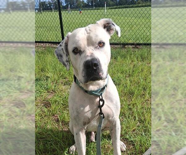 Medium Photo #1 American Bulldog Puppy For Sale in Ocala, FL, USA