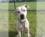 SMOKIE JOE - Male American Bulldog Dog for Adoption - Small photo