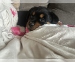 Small #27 Rottweiler