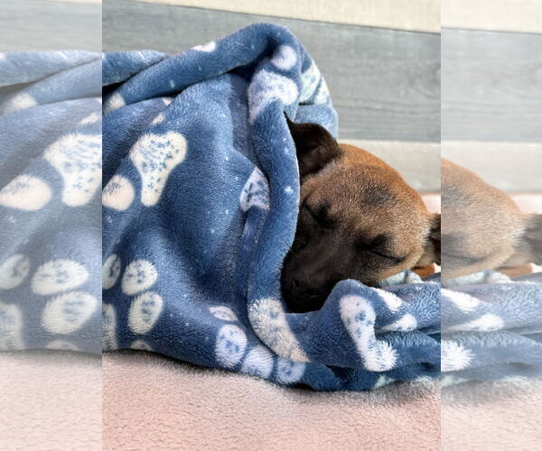 Medium Photo #5 Chihuahua-Unknown Mix Puppy For Sale in Bellevue, WA, USA