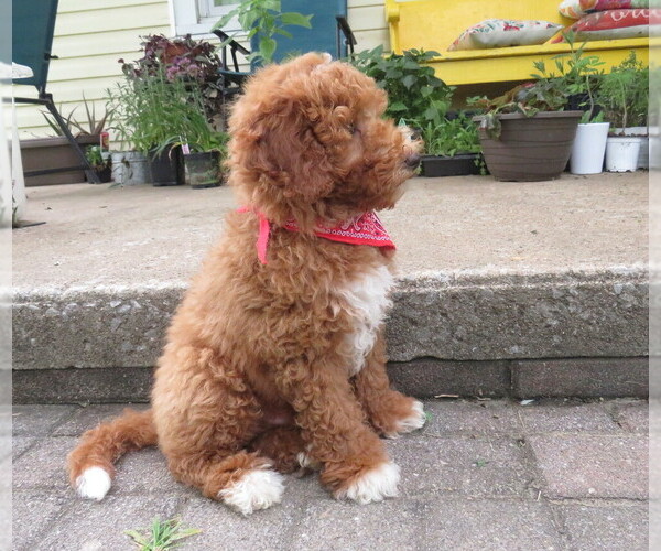 Medium Photo #2 Miniature Labradoodle Puppy For Sale in DONGOLA, IL, USA
