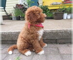 Small #1 Miniature Labradoodle