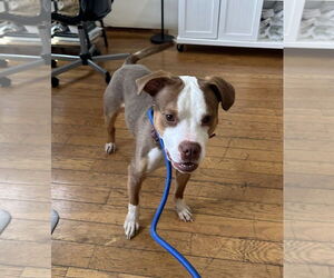 American Pit Bull Terrier Dogs for adoption in Chester, NJ, USA