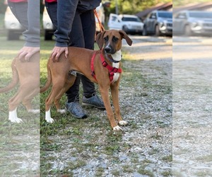 Mutt Dogs for adoption in Westwood, NJ, USA