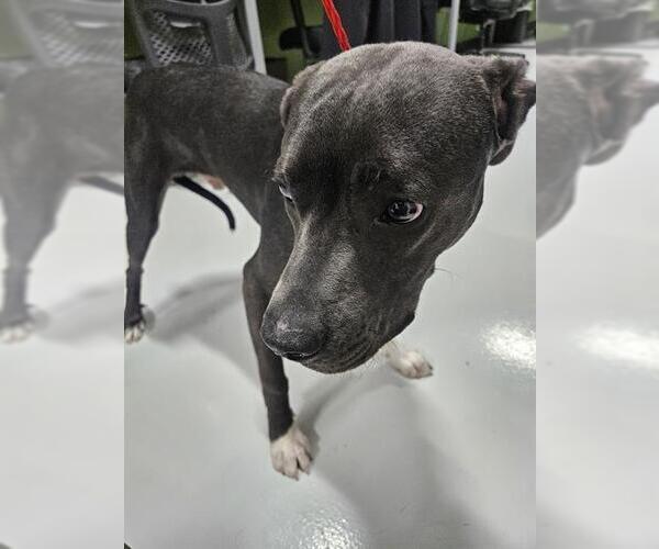 Medium Photo #1 Mutt Puppy For Sale in Temple, TX, USA