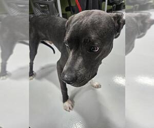 Mutt Dogs for adoption in Temple, TX, USA