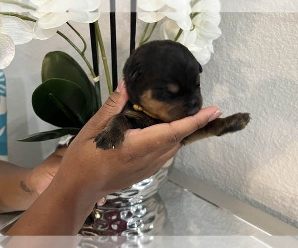 Medium Photo #8 Rottweiler Puppy For Sale in FORT WORTH, TX, USA