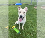 Small #2 Labrador Retriever Mix